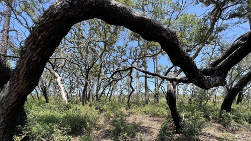 A dense forest scene with twisted tree branches and lush undergrowth under a clear blue sky.