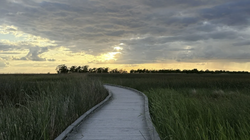 A wooden boardwalk winds through tall grass, leading to a sunset behind clouds in a serene marsh landscape.