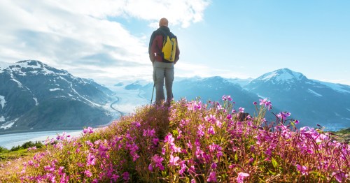 A hiker stands on a small hill covered in pink wildflowers overlooking a valley and rugged Alaska mountains.