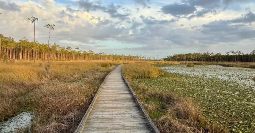 A boardwalk passes through a marshy area on the Boy Scout Road Trail in Big Branch Marsh National Wildlife Refuge in Louisiana