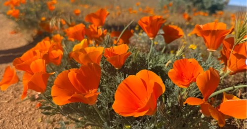 A close-up of vibrant orange poppies in full bloom.