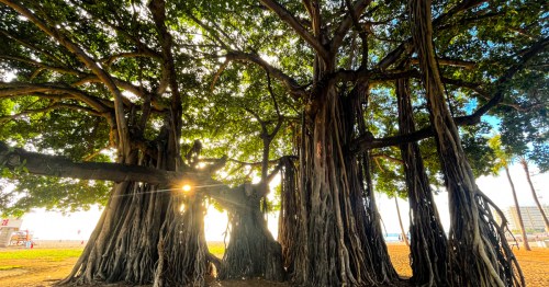 Beautiful and tall banyan tree on Oahu Island in Hawaii.