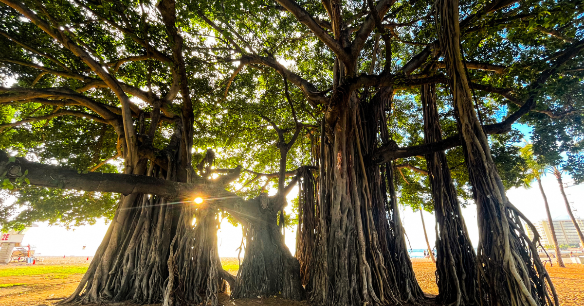 7 Picture-Perfect Nature Trails in Hawai’i for a Spring Hike