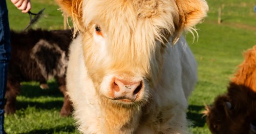 A close-up of a Shetland Cow calf's face, with long light-brown hair.