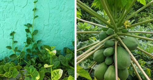 a collage of two plants in lido key florida