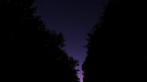 A starry night sky framed by dark tree silhouettes, with a faint glow on the horizon.