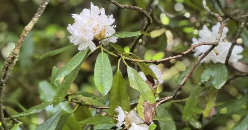 Mountain laurel on Bartram Trail, Clayton, GA