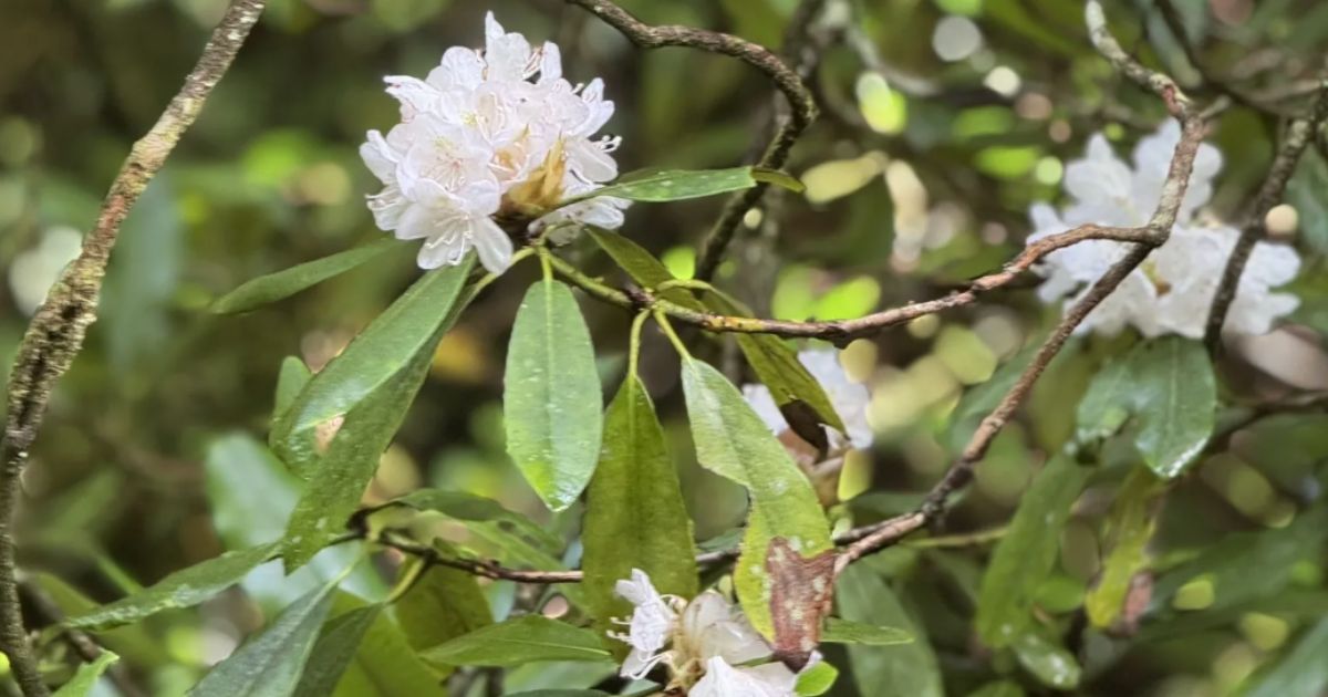 4 Picture-Perfect Nature Trails in Georgia for a Spring Hike