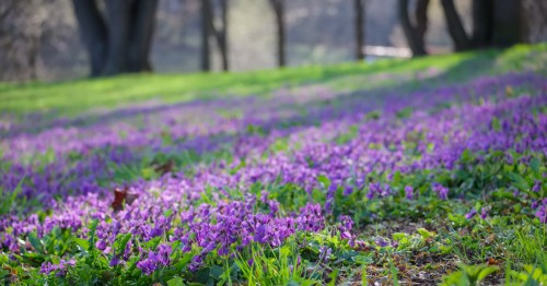 A forest floor full of wild, purple violets on nature trails in Kansas.