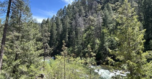 Thick trees and a stream in Malakoff Diggins State Historic Park in Northern California