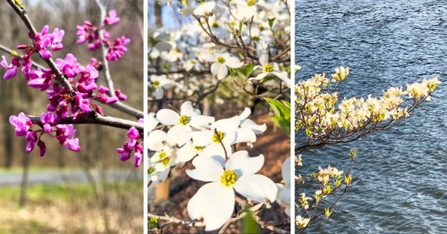 Blooming trees including pink redbud trees and white dogwoods trees on the best spring nature trails in Missouri. Locations include Lake of the Ozarks State Park near Osage Beach, Missouri; Smithville Lake near Smithville, Missouri; and Alley Spring State Park near Eminence, Missouri.