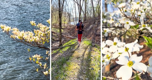 A girl hiking in the forest towards Lake of the Ozarks with blooming dogwood trees near Osage Beach, Missouri. It's one of the best spring nature trails in Missouri