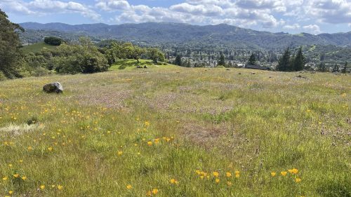 A vibrant meadow filled with yellow wildflowers, set against a backdrop of rolling hills and a blue sky with clouds.