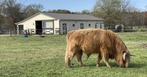 A highland cow grazing in a field with a barn in the background.