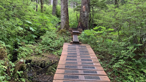 A wooden pathway through a lush green forest, surrounded by tall trees and dense foliage.