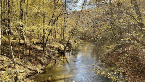 A serene creek flows through a forest with autumn foliage, reflecting the clear blue sky above.