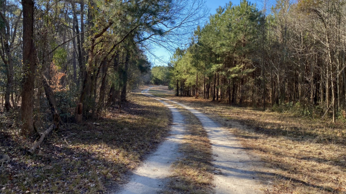 A winding dirt path through a forest with tall trees and clear blue sky.