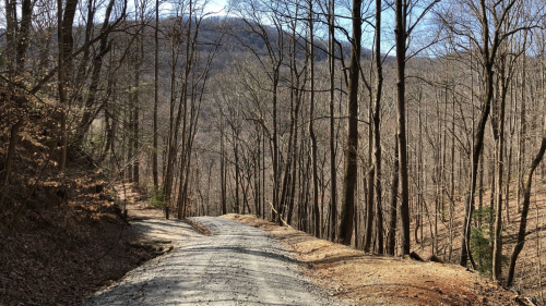 A gravel road winds through a forest of bare trees, leading down a hillside with a mountain in the background.