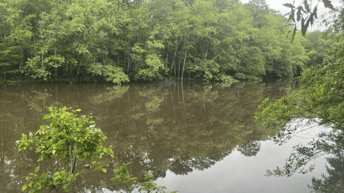 A calm river surrounded by lush green trees, reflecting the foliage on its still surface.