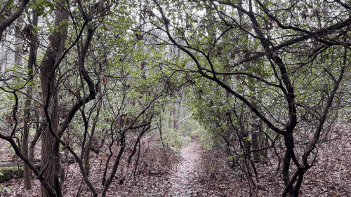 A narrow path through a dense, green forest with trees and underbrush, covered in fallen leaves.