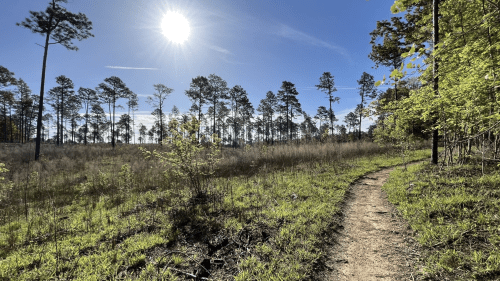 A sunlit path winds through a grassy area surrounded by tall trees under a clear blue sky.