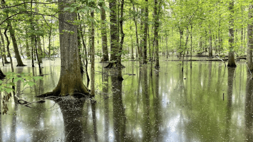 A serene forest scene with trees reflected in still, dark water, surrounded by lush green foliage.