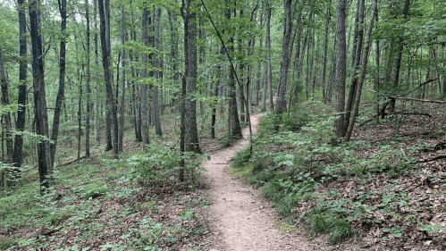A winding dirt path through a lush green forest with tall trees and scattered leaves on the ground.