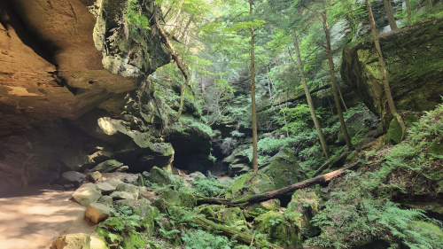 A lush green forest with tall trees and rocky cliffs, sunlight filtering through the leaves in a serene canyon.
