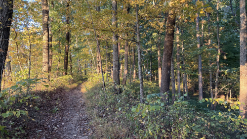 A winding dirt path through a forest with vibrant autumn foliage and sunlight filtering through the trees.