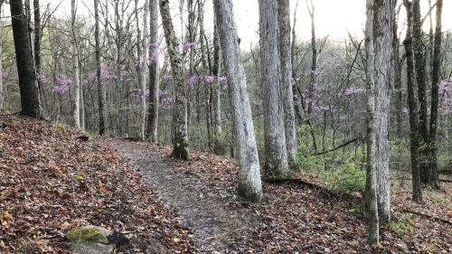 A winding dirt path through a forest with bare trees and hints of purple flowers in the background.
