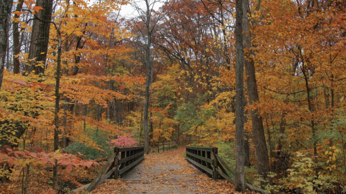 A wooden bridge crosses a path through a vibrant autumn forest with colorful leaves in shades of orange and yellow.