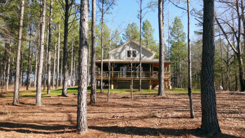 A house surrounded by tall trees in a forest, with a clear blue sky above and pine needles on the ground.