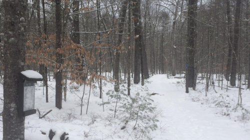 A snowy forest path surrounded by trees, with a signpost partially covered in snow.