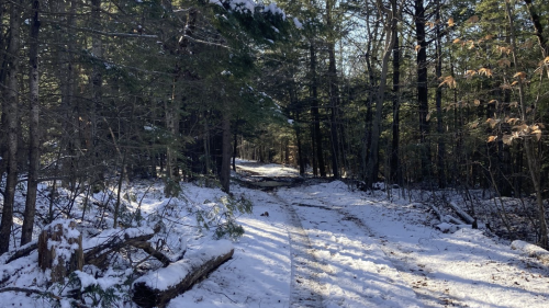 A snowy forest path surrounded by tall trees, with sunlight filtering through the branches.