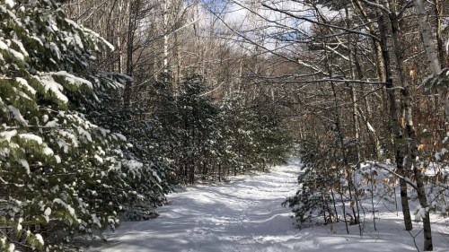 A snowy forest path lined with trees under a blue sky with scattered clouds.
