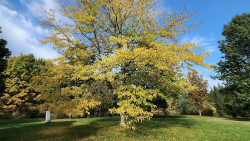 A large tree with vibrant yellow leaves stands against a blue sky with wispy clouds, surrounded by green grass.