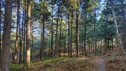 A serene forest scene with tall trees, a dirt path, and sunlight filtering through the leaves.