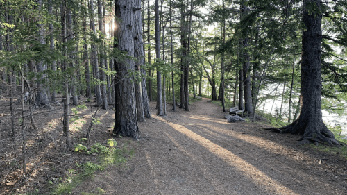 A serene forest path lined with tall trees, sunlight filtering through the branches, casting shadows on the ground.