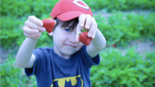 A child in a Batman shirt and red cap holds up two fresh strawberries in a green field.
