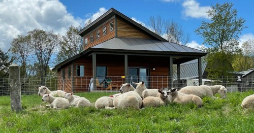 A brown, two-level cabin on a green field, surrounded by relaxing sheep.