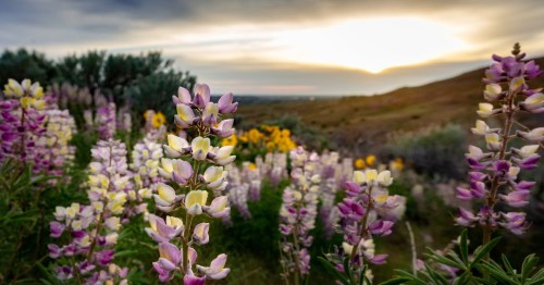 A close-up of purple and yellow wildflowers on an Idaho hillside at sunrise.
