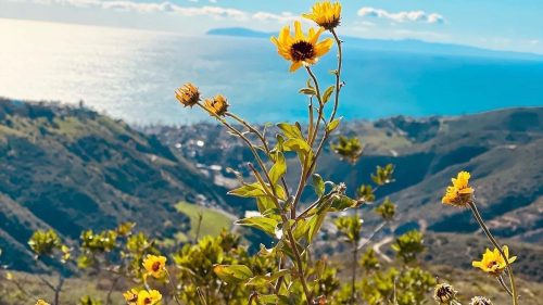 Bright yellow flowers in the foreground with a scenic view of the ocean and hills under a clear blue sky.