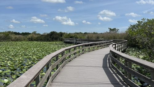 A wooden boardwalk winds through a lush green landscape with water lilies under a bright blue sky.