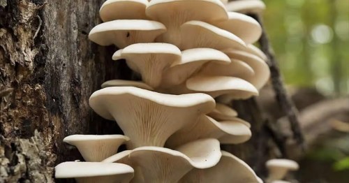 Mushrooms growing on a tree on an edible plant forage in Aurora, Illinois.