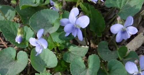 Edible flowers growing outside on an edible plants forage in Aurora, Illinois.