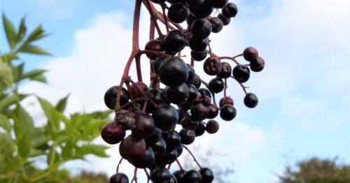 Berries on a wild edible plant forage in Aurora, Illinois.