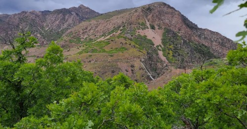 Lush spring greenery on the Birdsong Trail in Ogden, Utah.