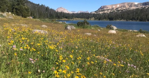 Wildflower-filled meadow Island and Night Lakes Trail near Cody, Wyoming, beside an alpine lake with forest and mountain peaks in the background.