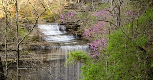 Tiered waterfall at Big Clifty Falls with pink redbud blossoms in Clifty Falls State Park, Indiana.