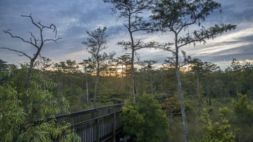 A wooden boardwalk winds through a lush forest at sunset, with tall trees and a cloudy sky in the background.